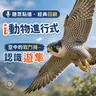 聽眾點播｜i動物進行式｜經典重播：空中的戰鬥機--認識遊隼