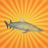 Le requin-citron : une proie avant d'être un prédateur