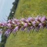 Tennessee Oak Savanna Rants