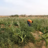 Le journal du 30 septembre 2026 - Arlit : des sites agricoles touchés par des ennemis des cultures