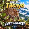 Meet the Tilcayo
