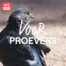 Waarom de stadsduif meer waardering verdient