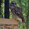 Encore: Owl pursuits