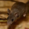 Ratonera (Esther Babin)