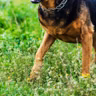 A number of people were injured when they were attacked by a dog in Co Clare