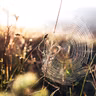 Honouring the Web of Life - Thoughts from the Edge #5 with Manda Scott
