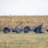 238: Justin Bruehl and Coby Sharp Talk Wildlife Conservation