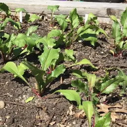 Alternative Summer Greens