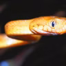 Ep. 79 - The Brown Tree Snake on Guam: Using Genetics to Unlock the Secrets of an Invasive Species