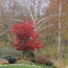 Summer Heat vs. Japanese Maple Trees