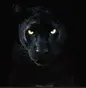 957 The Panther - WQAR-LP