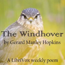 Windhover