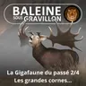 BEST OF D'ÉTÉ #26 La Gigafaune du passé 2/4 : Les grandes cornes