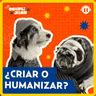 ¿Nos pasamos de pet friendly? Los límites que cruzamos con la crianza de nuestros perros