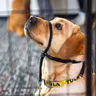 Brewers boost economy, Inside Wisconsin Politics, Students training assistance dogs