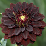 Dahlia