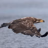 BirdNoir: Who’s Soaring Overhead?