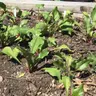 Alternative Summer Greens