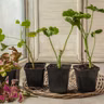 How to overwinter cuttings of certain potted plants indoors