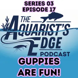 Why Guppies Are So Fun to Keep - Colour, Personality, Easy Care & Fry Surprises