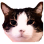 Kmeo The Meow