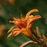 More than just tawny orange, choose daylilies with other color and petal variations