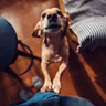 DHS launches pilot program with Urban Resource Institute to shelter homeless New Yorkers along with their pets