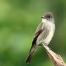 Another BirdNote Quiz