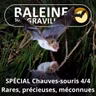SPÉCIAL Chauves-souris 4/4 : Rares, précieuses, mal connues (François Moutou)