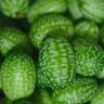 Crispy, sour and cute: plant some unusual cucumbers this season