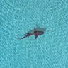 Route326: Mia Groeneveld van Science Saves Sharks oor Wêreld Haai Bewustheidsdag