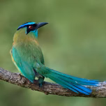 TalaPo