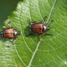 How to Beat Your Beetles | You Bet Your Garden