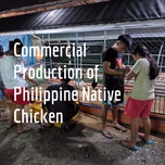 Commercial Production of Philippine Native Chicken