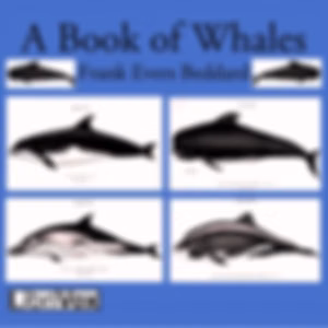 Book of Whales, A by Frank Evers Beddard (1858 - 1925)