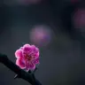 意外的姻缘（毕飞宇：阿木的婚事之一）