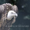 Be Careful of the Vultures