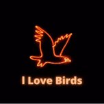I love birds