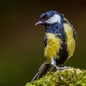 Songbirds Teach Each Other Tricks