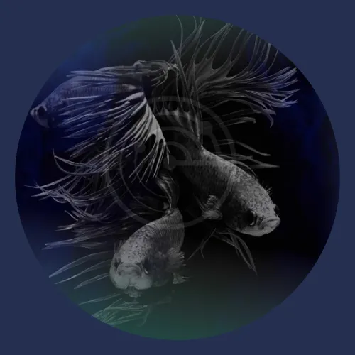 Listen to QUIBERON RADIO Zeno.FM