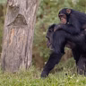 Chimpanser lærer næste generation af unge aber at bruge 'værktøj'