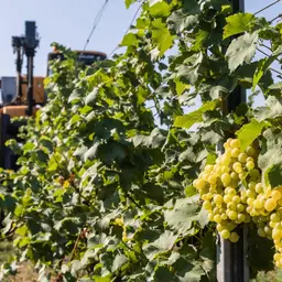 Al via la vendemmia 2026 tra caro costi, incognita meteo e carenza di manodopera