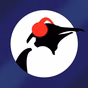 Pinguin Radio - Penguin Blues