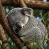 🐨🎧 兒童科普｜i動物進行式：誰是最挑食的動物？—認識無尾熊