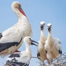 Are Birds Nests Reused?