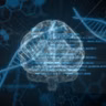 Why AI and Darwinian Theory Share the Same Computational Limits