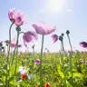 Weather update and how to manage your garden in the heat