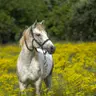 Parenting: Daughter gives up on horse riding
