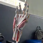 Entre reflejos y potenciales