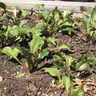 Alternative Summer Greens
